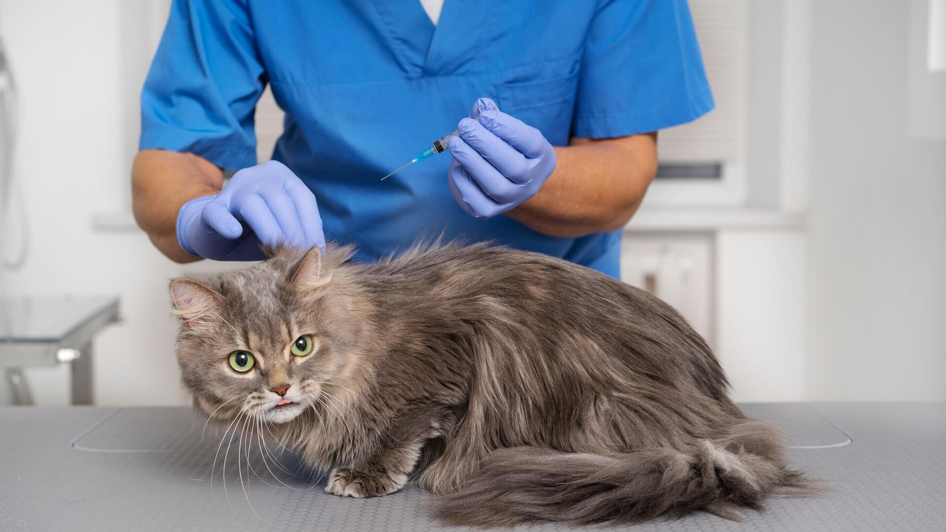 Dog grooming styles