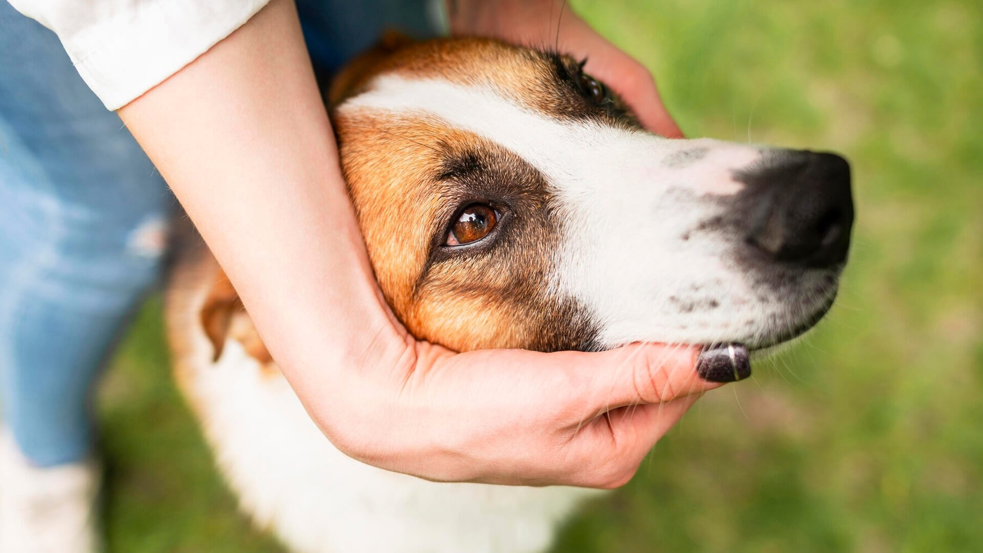 Pet safety tips